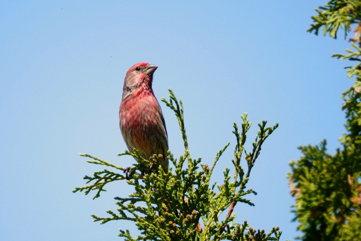 House Finch - Louise Courtemanche 🦅