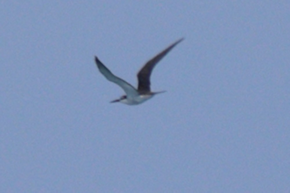 Bridled Tern - Robert Irwin