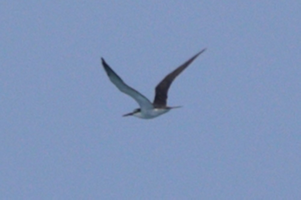 Bridled Tern - Robert Irwin