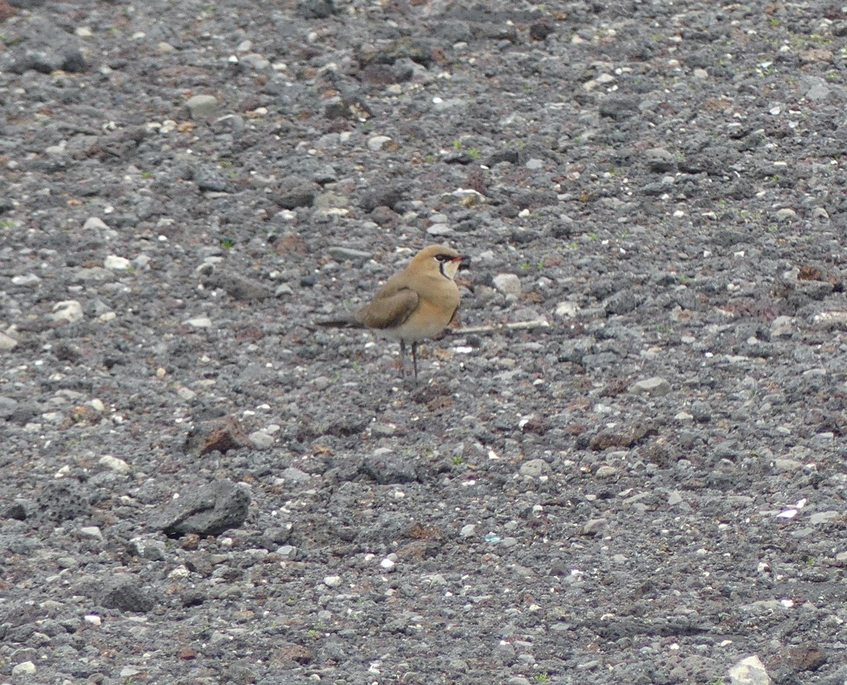 Oriental Pratincole - Leslie Hurteau