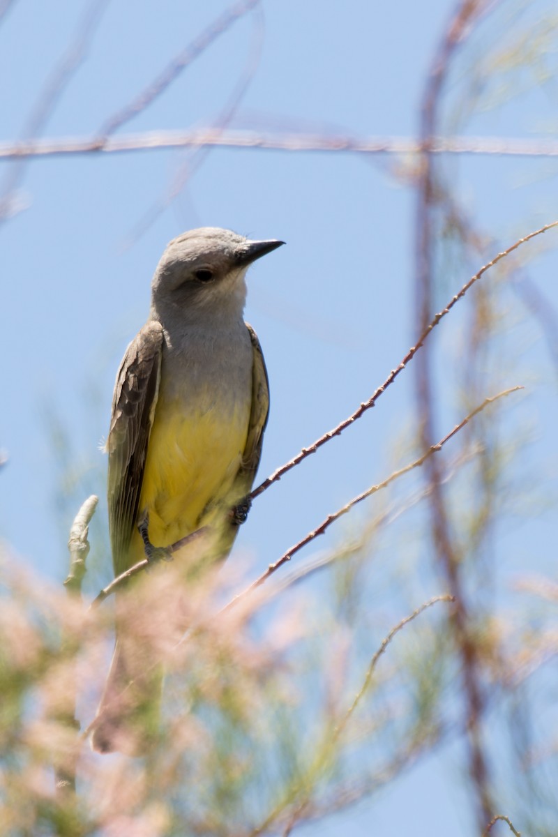 Cassin's Kingbird - Lori Buhlman