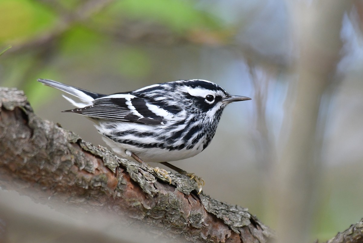 Black-and-white Warbler - Sam Miller