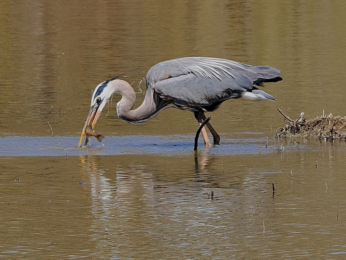 Garza Azulada - ML618849213