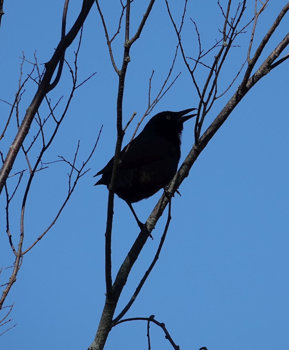 Common Grackle - Julie Perry