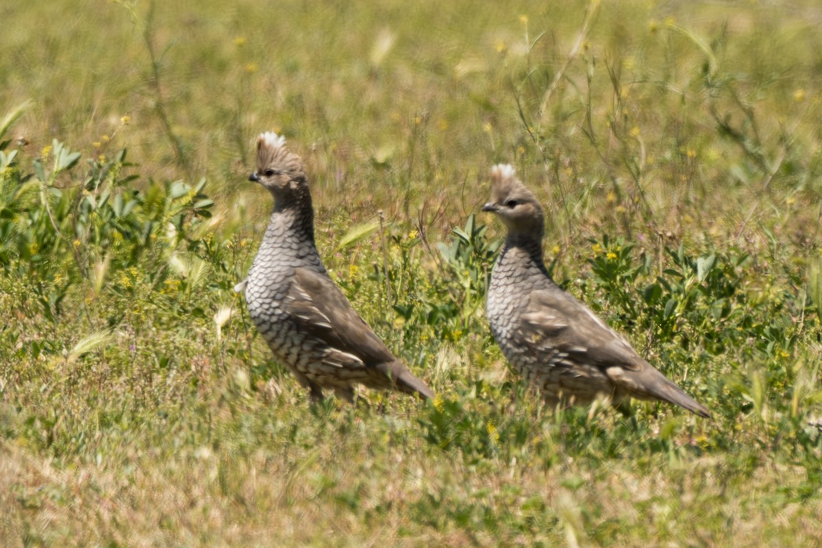 Scaled Quail - Lori Buhlman