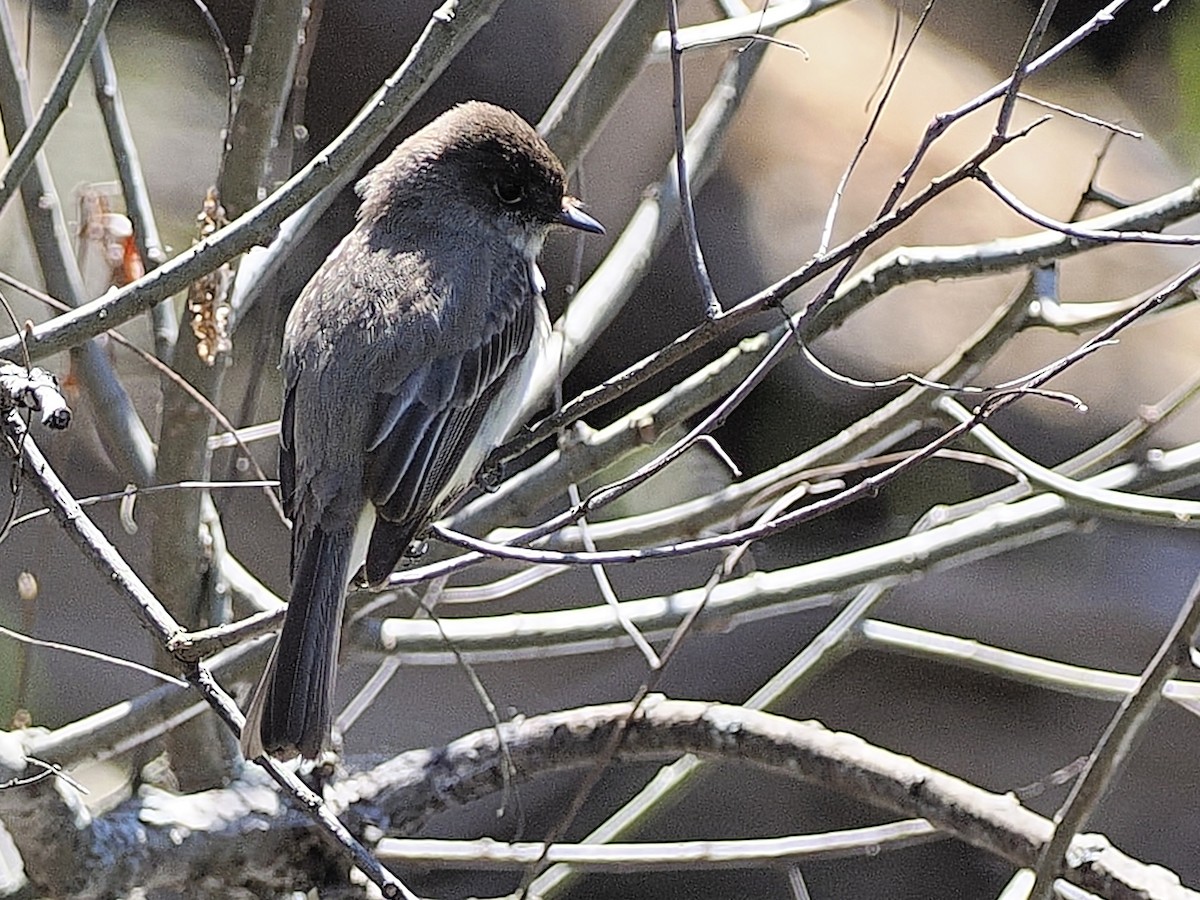 Eastern Phoebe - ML618849228