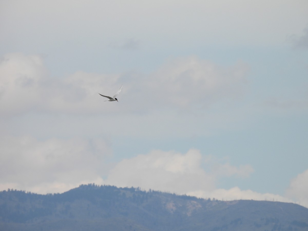 Forster's Tern - Christian Caryl