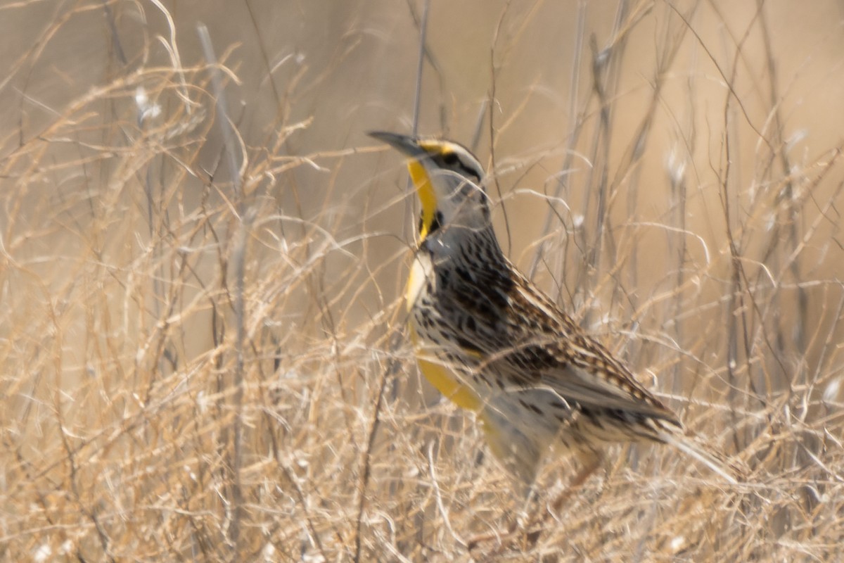 Chihuahuan Meadowlark - Lori Buhlman