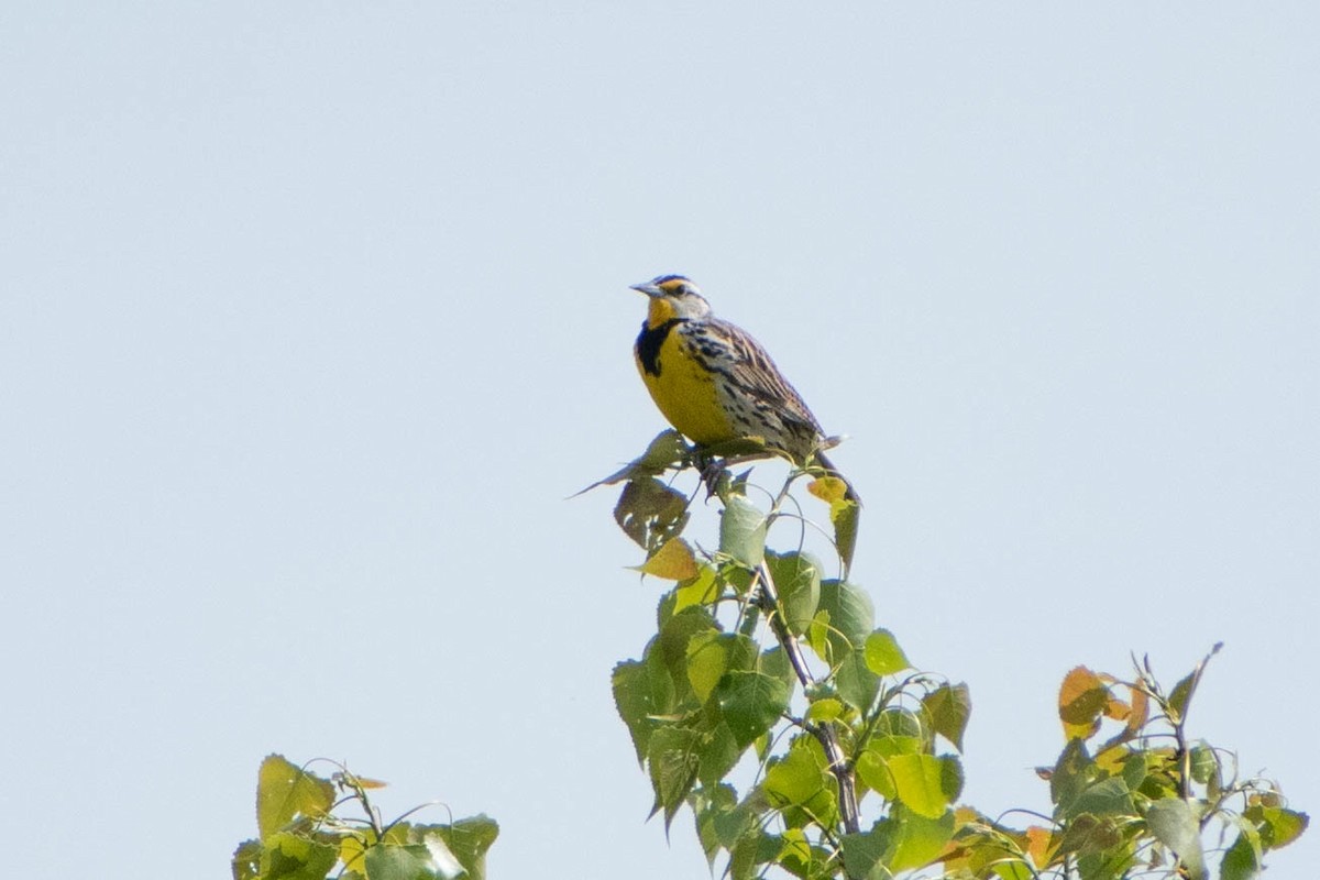 Eastern Meadowlark - Andrea Heine