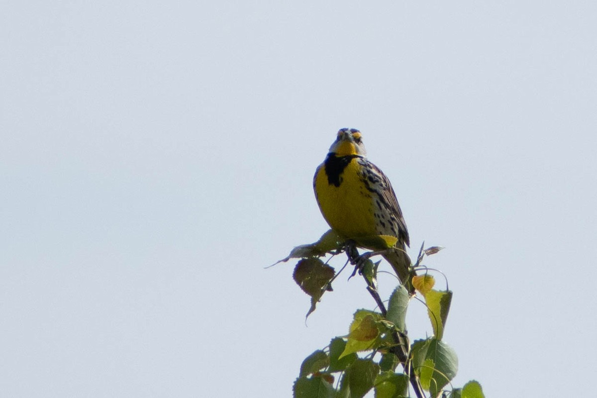 Eastern Meadowlark - Andrea Heine