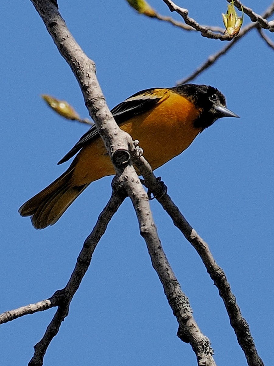 Baltimore Oriole - ML618849258