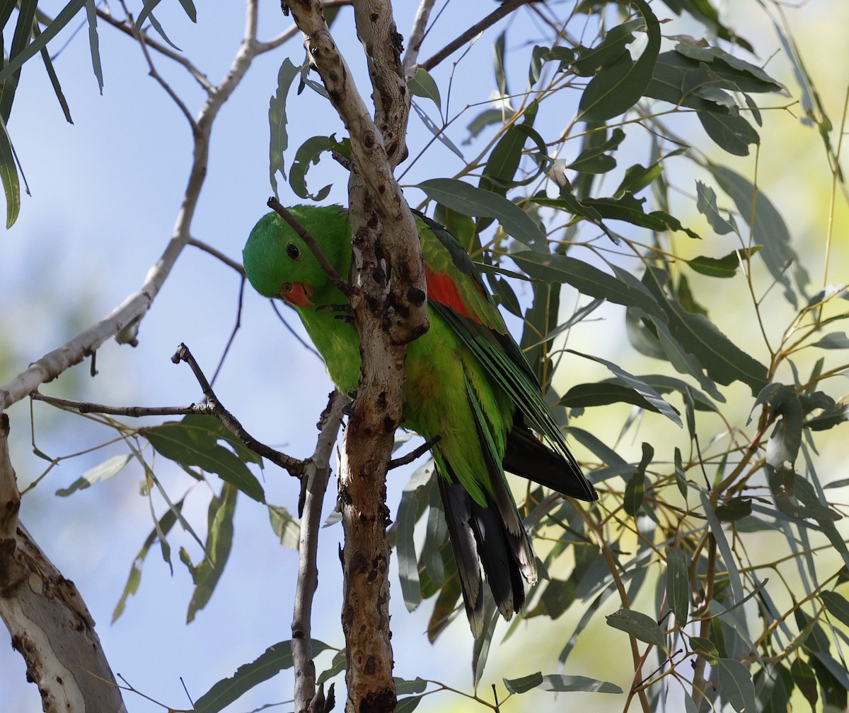 Red-winged Parrot - Cathy Pert