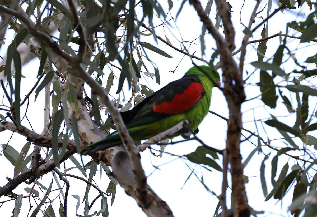 Red-winged Parrot - Cathy Pert