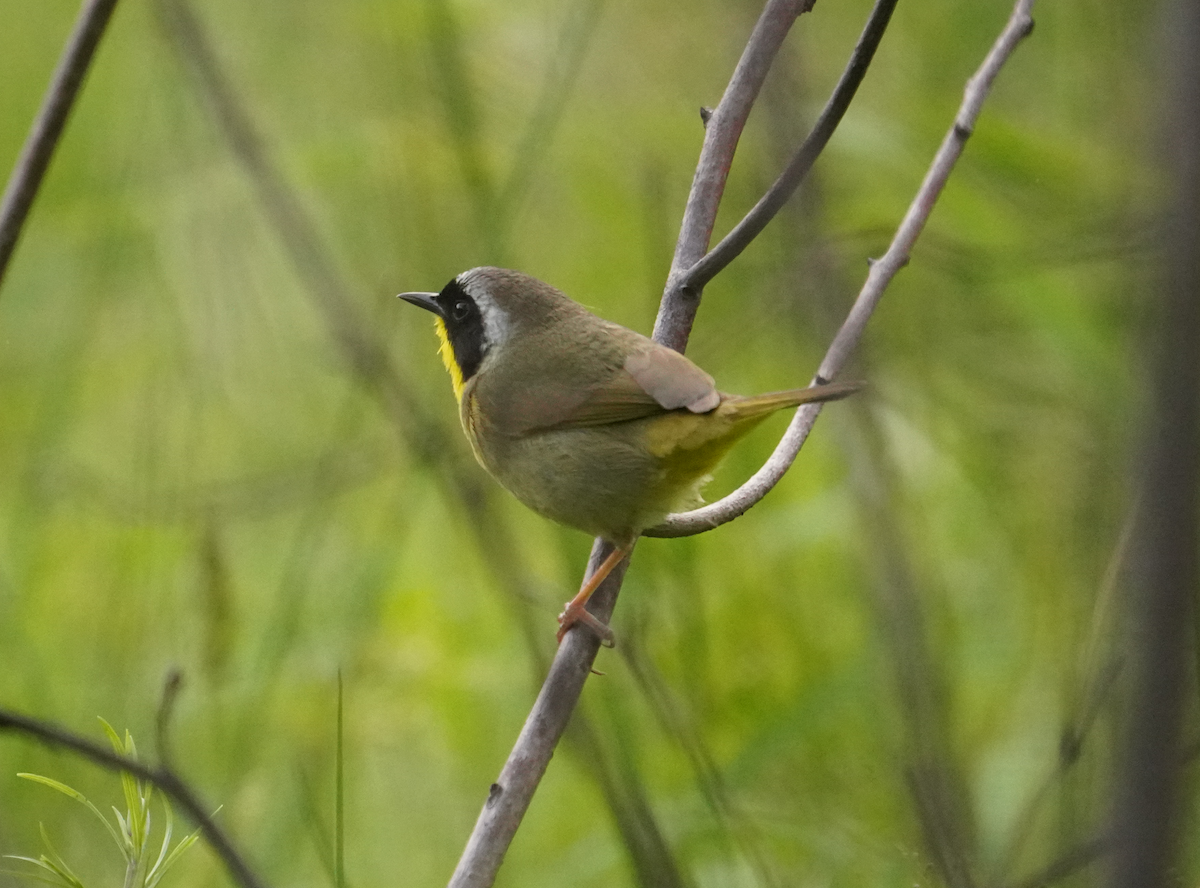 Common Yellowthroat - Aaron T