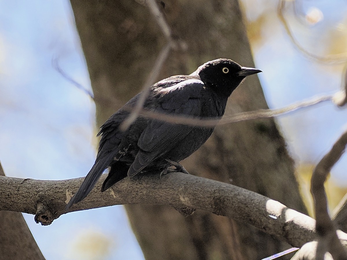 Rusty Blackbird - Denis Allard