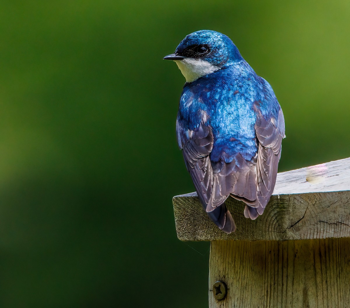 Tree Swallow - Debbie Lombardo