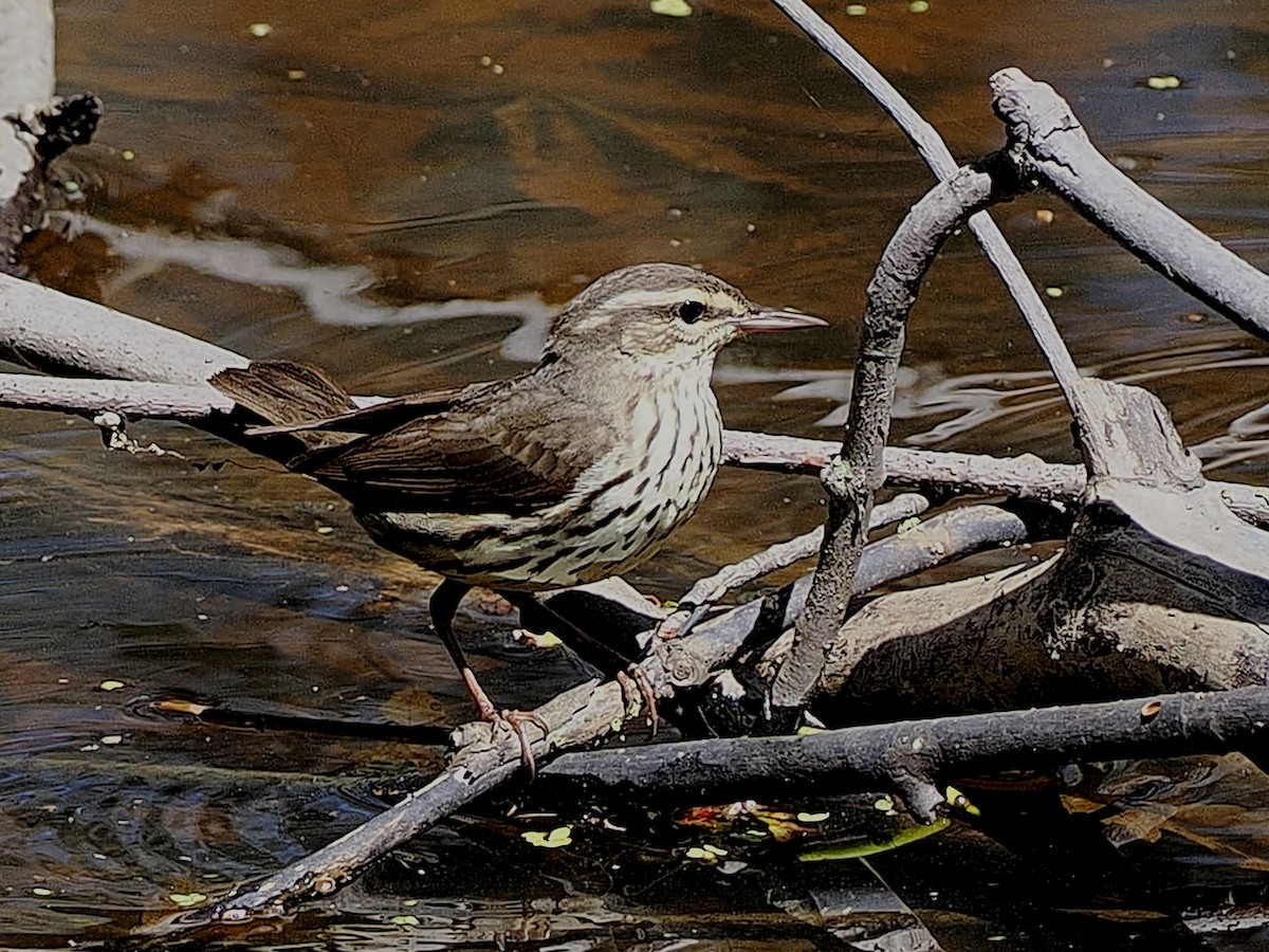 Northern Waterthrush - Denis Allard