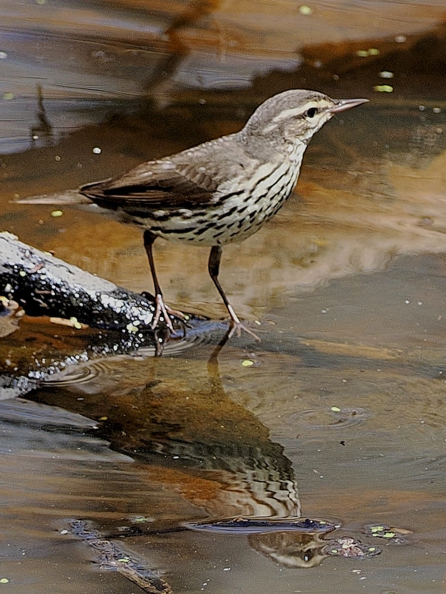 Northern Waterthrush - ML618849278