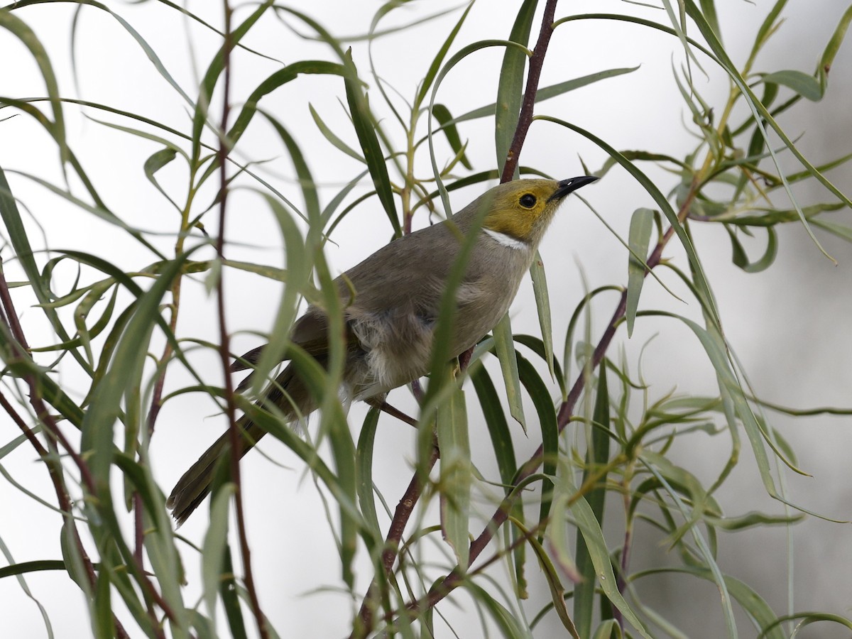 White-plumed Honeyeater - Cathy Pert