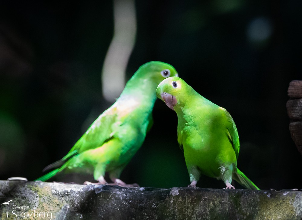 Plain Parakeet - George Strozberg