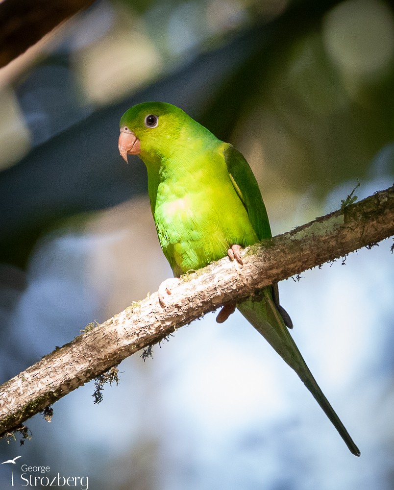 Plain Parakeet - George Strozberg