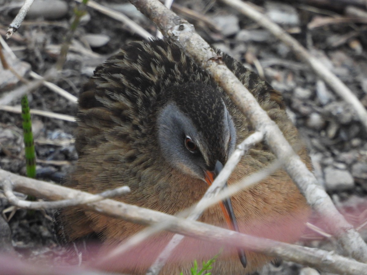 Virginia Rail - Germain Savard