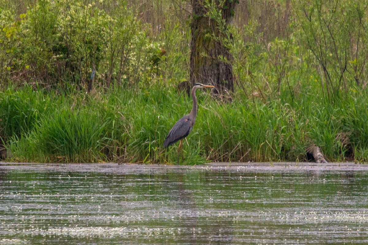 Great Blue Heron - Nathan McCarty