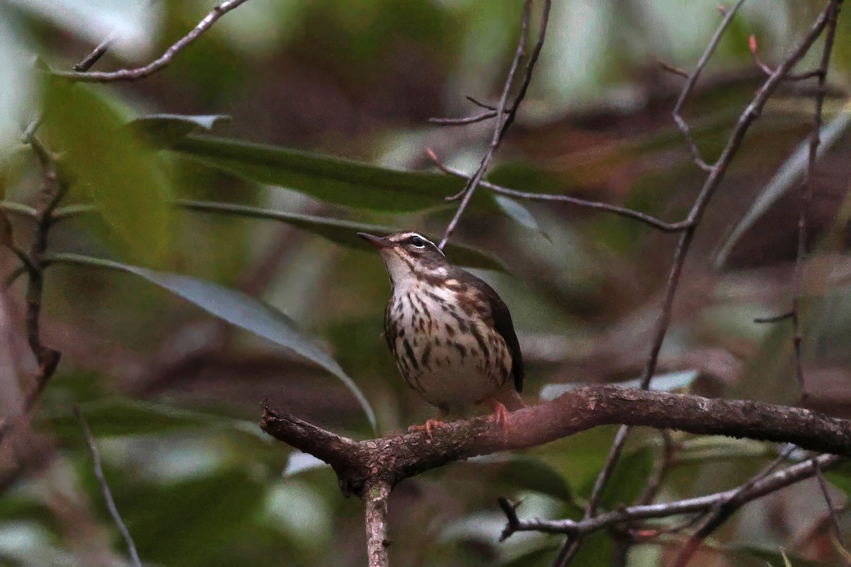 Louisiana Waterthrush - Scott Timmer