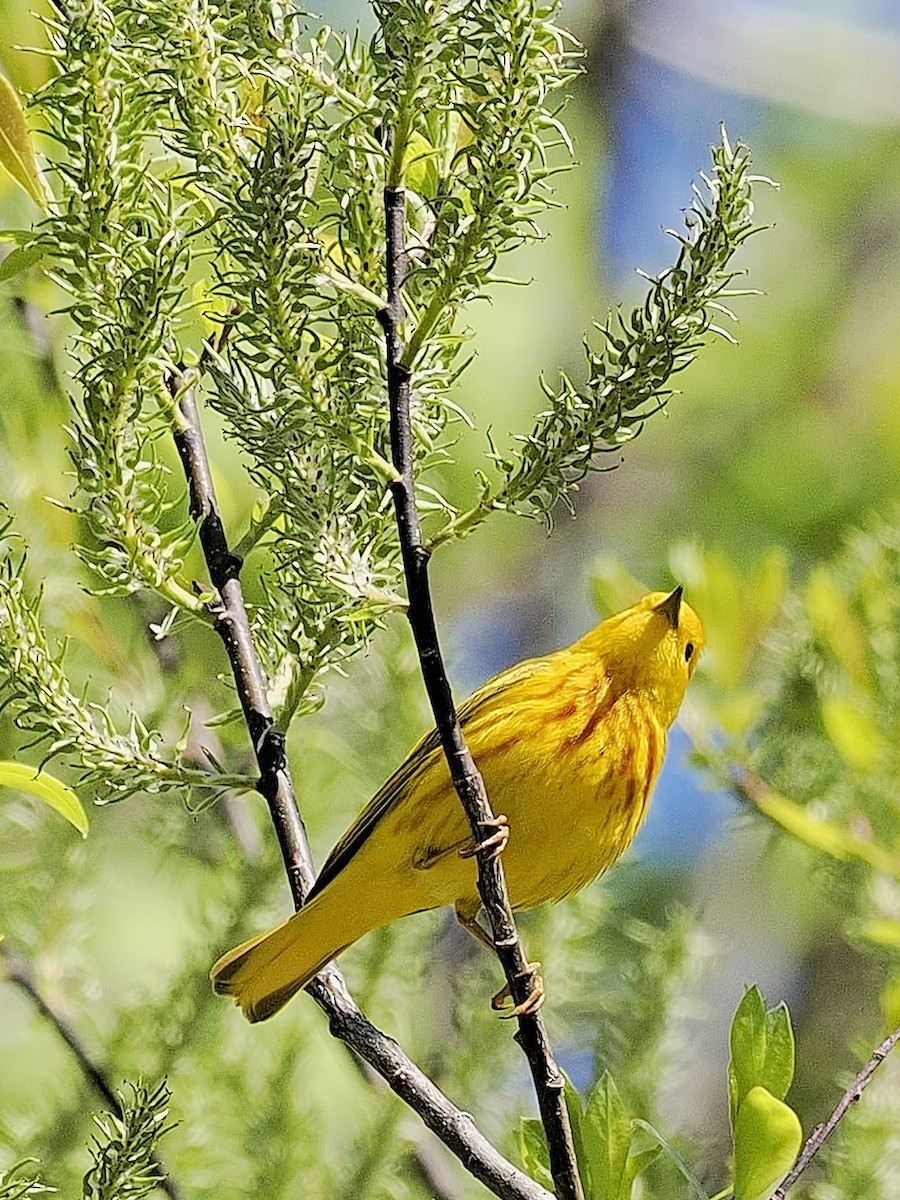 Yellow Warbler - Denis Allard