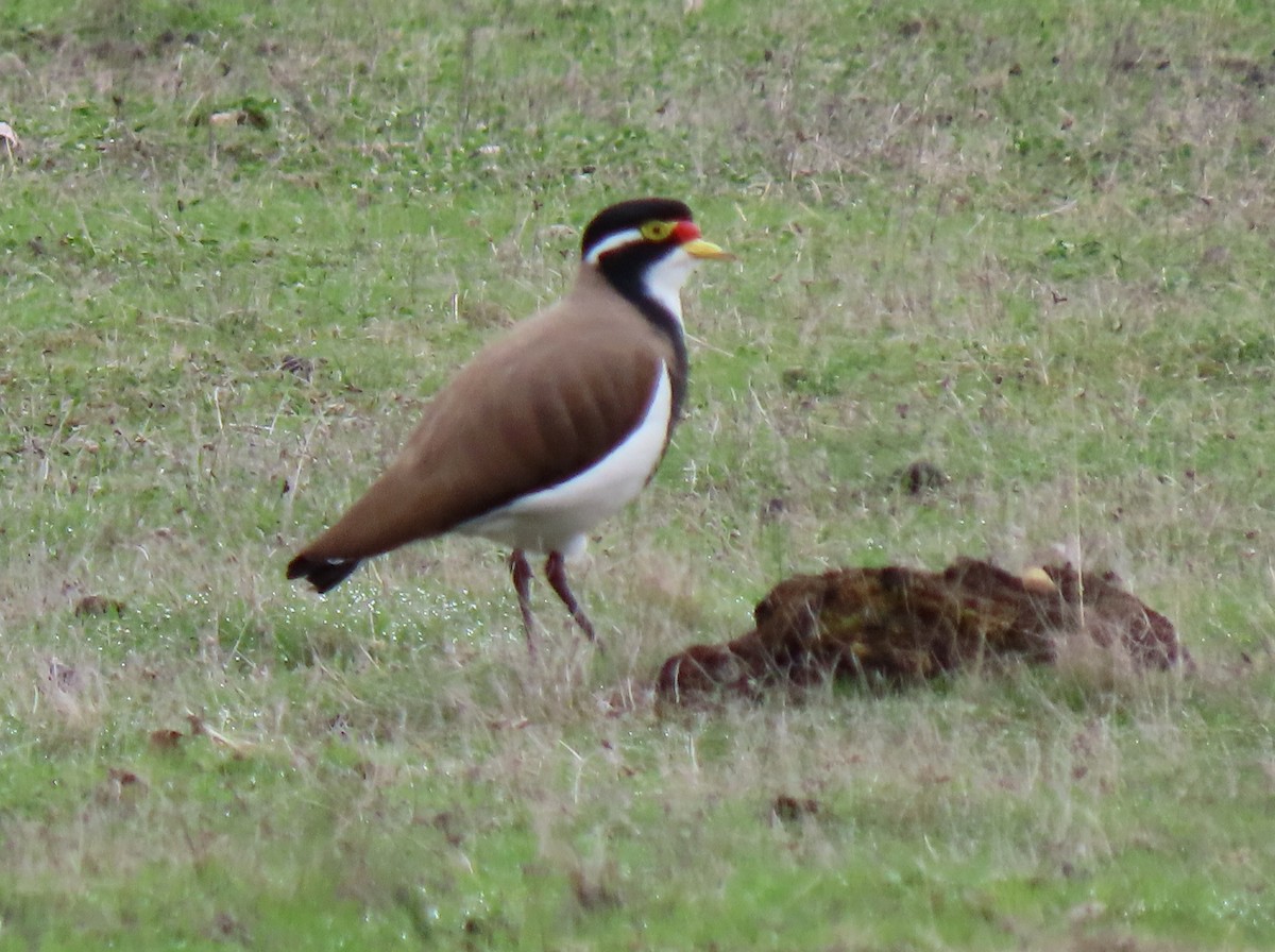 Banded Lapwing - Peter J. Taylor