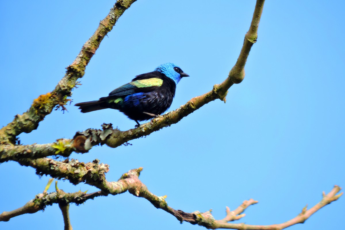 Blue-necked Tanager - ubaque club