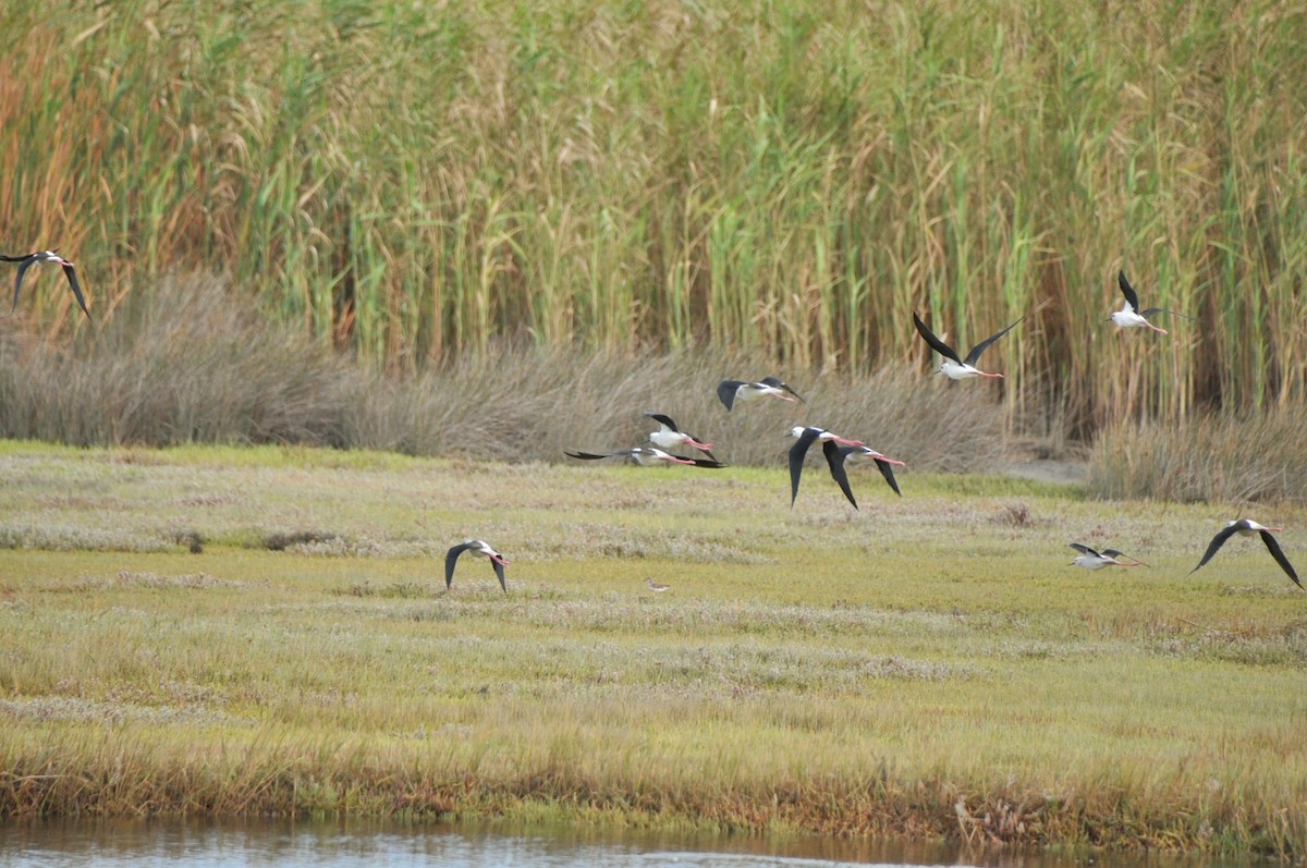 Black-winged Stilt - 🦜 Daniel Correia 🦜