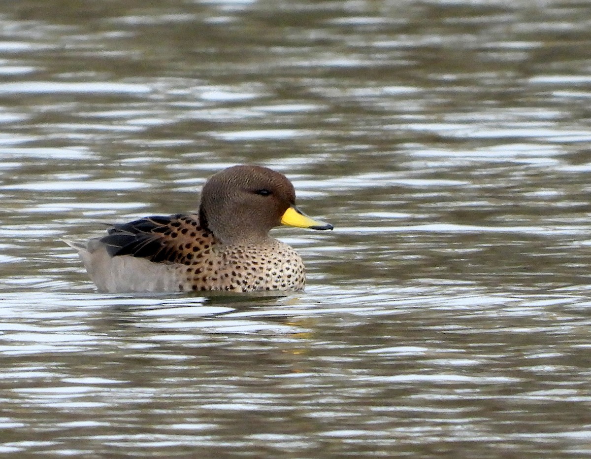 Yellow-billed Teal - ML618849337