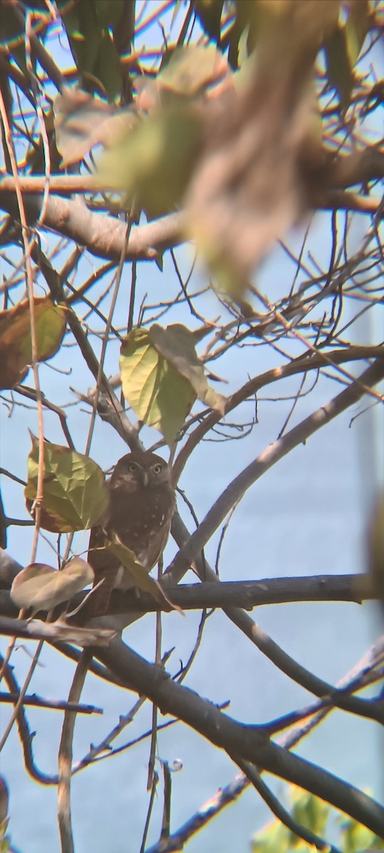 Ferruginous Pygmy-Owl - ML618849338