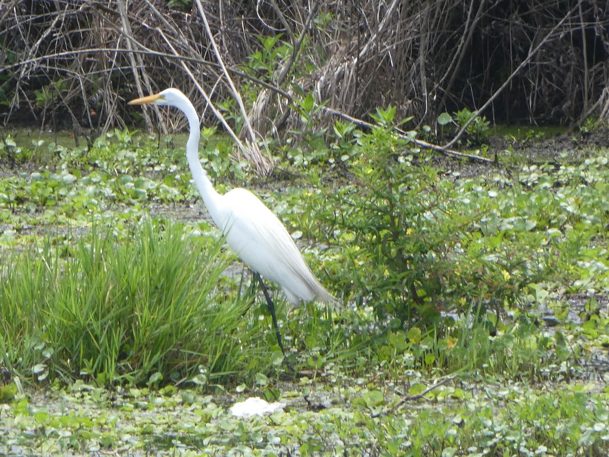 Great Egret - Thomas Ouchterlony