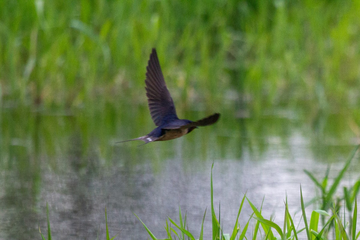 Barn Swallow - Nathan McCarty