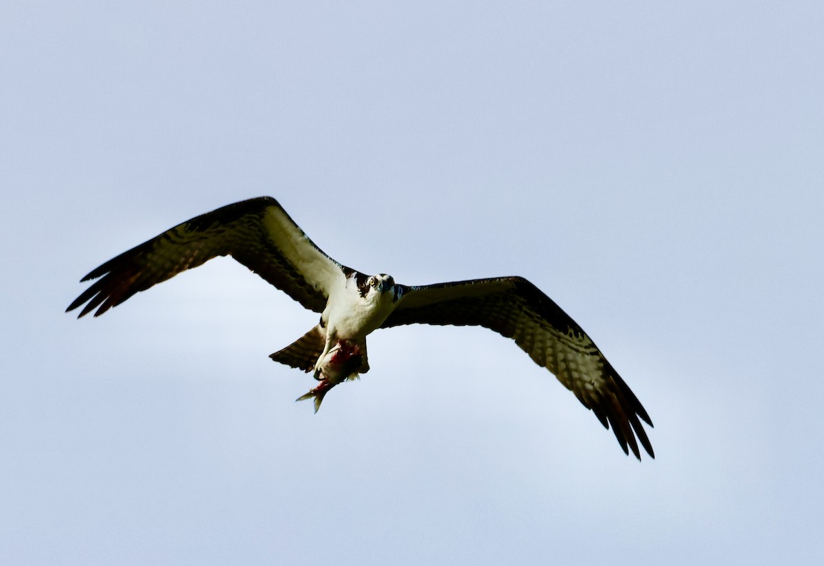 Osprey - Lisa Goodwin