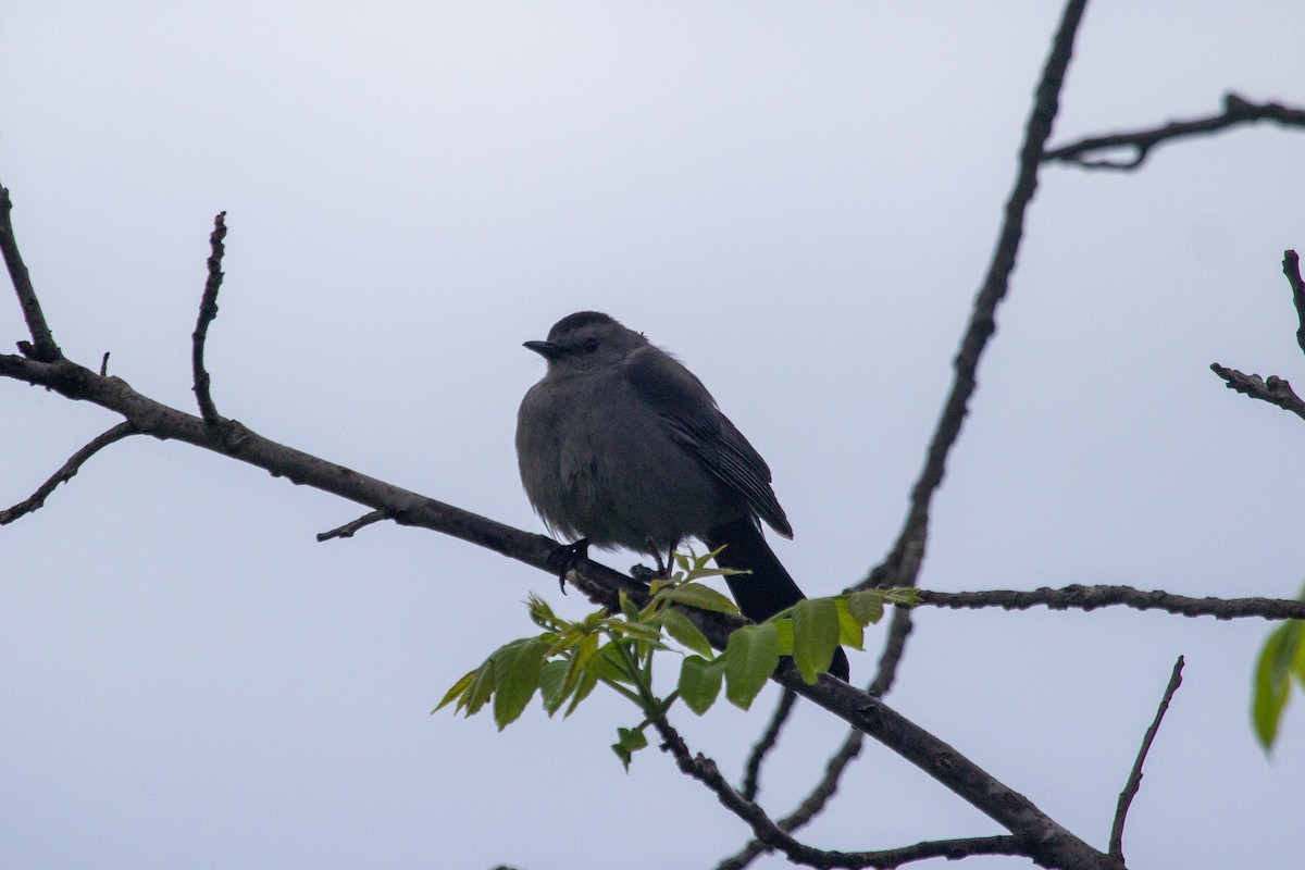 Gray Catbird - Nathan McCarty