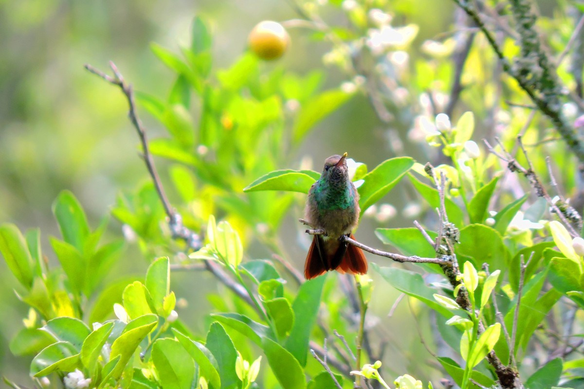 Yeşil Karınlı Kolibri - ML618849356