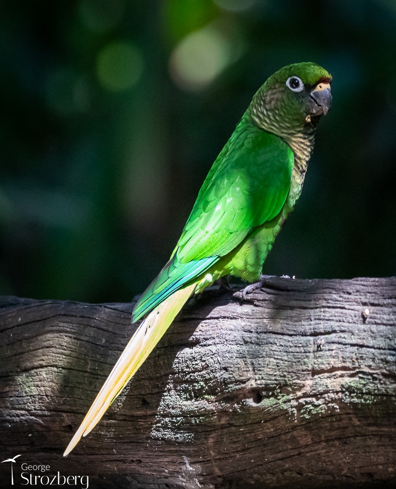 Maroon-bellied Parakeet - George Strozberg