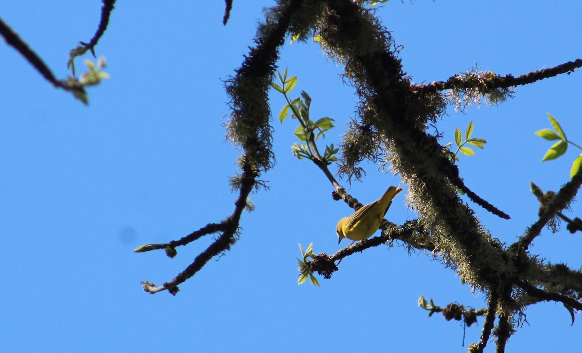 Yellow Warbler - ML618849362