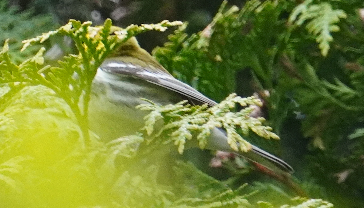 Black-throated Green Warbler - T Y