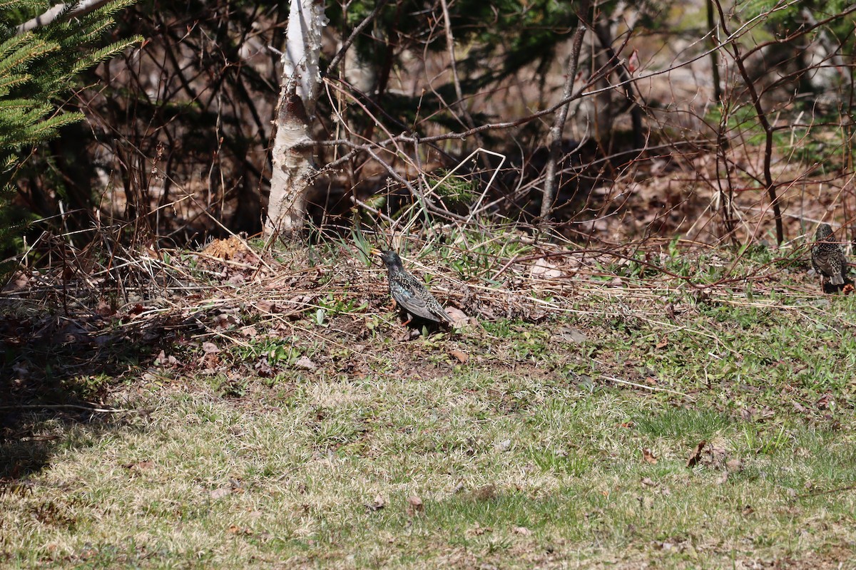 European Starling - Philip Nearing