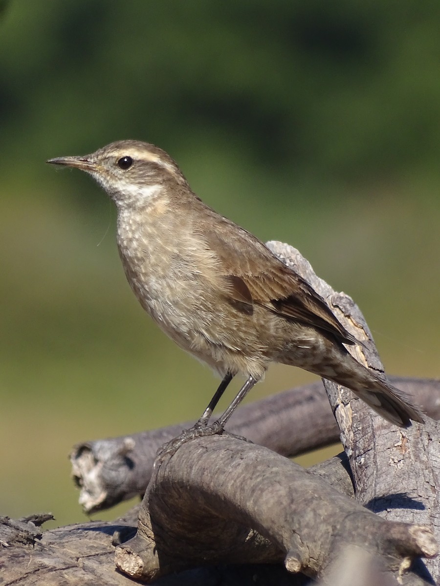 Buff-winged Cinclodes - MATIAS MELGAREJO GONZALEZ