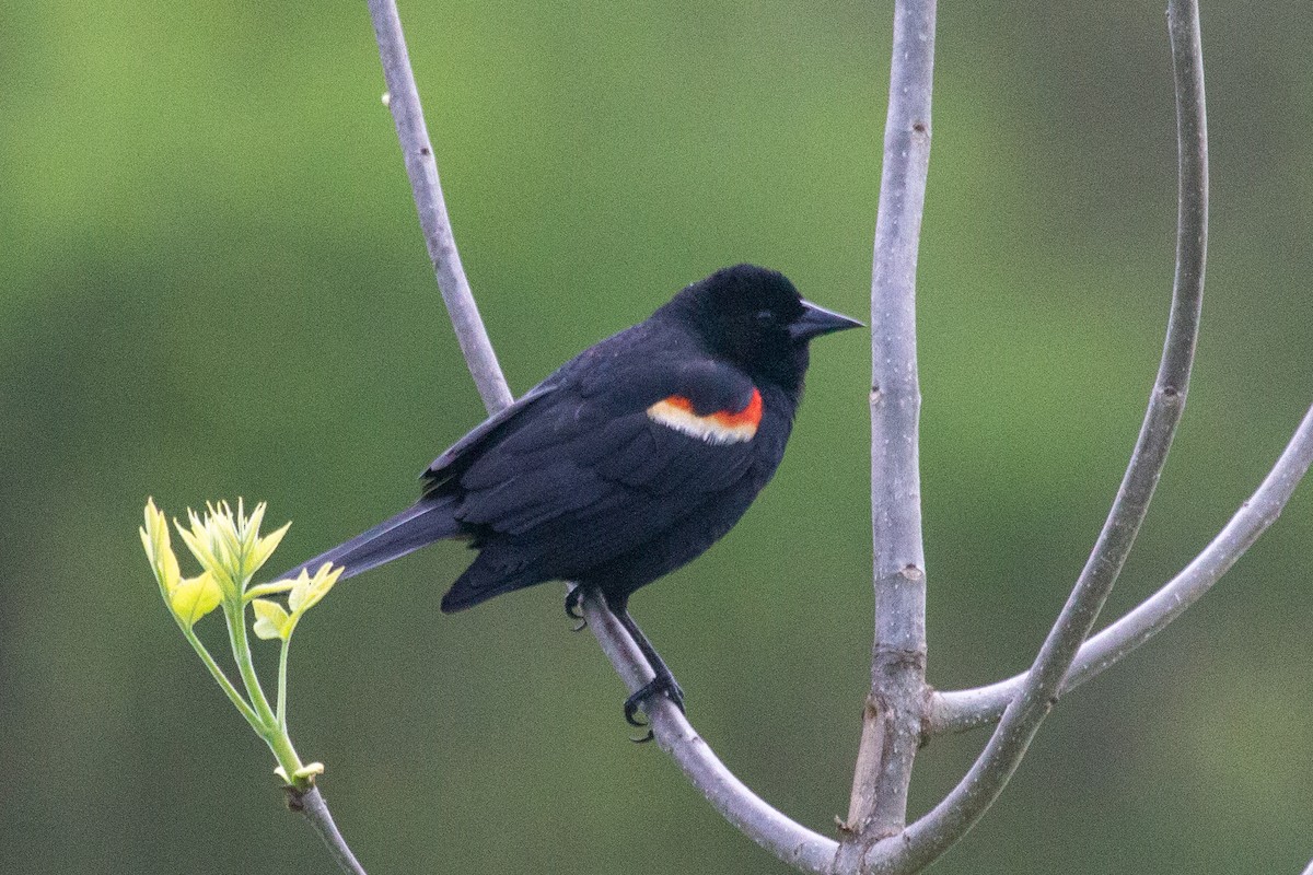 Red-winged Blackbird - Nathan McCarty