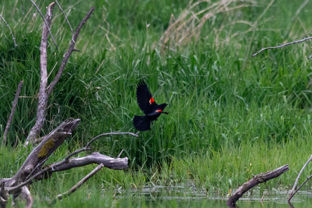 Red-winged Blackbird - Nathan McCarty
