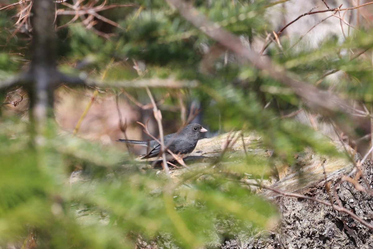 Dark-eyed Junco - Philip Nearing