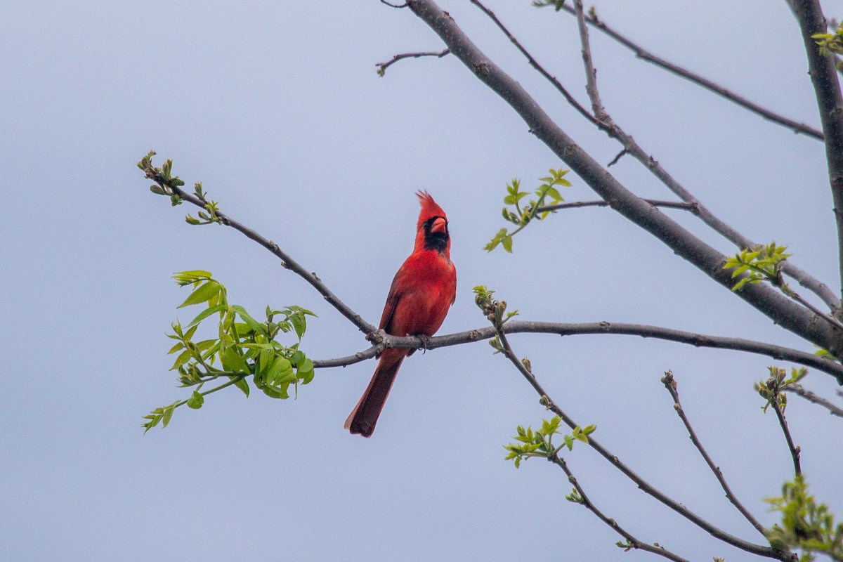 Northern Cardinal - Nathan McCarty