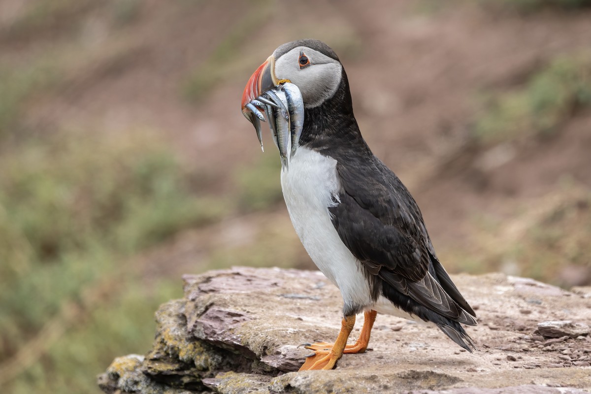 Atlantic Puffin - Jyoti Chauhan