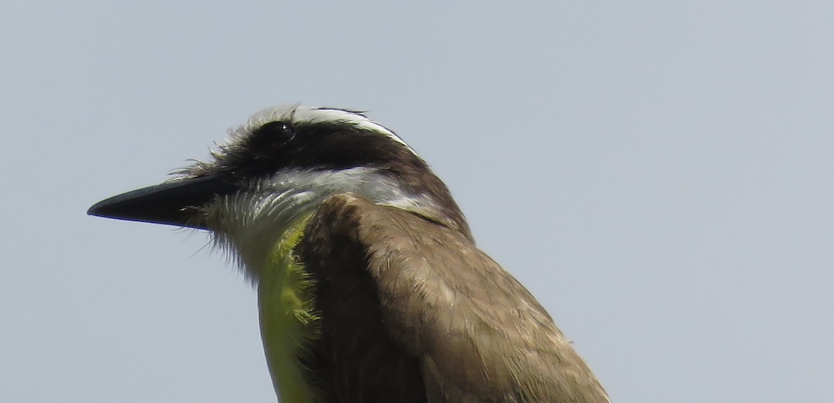 Boat-billed Flycatcher - Karen Rose